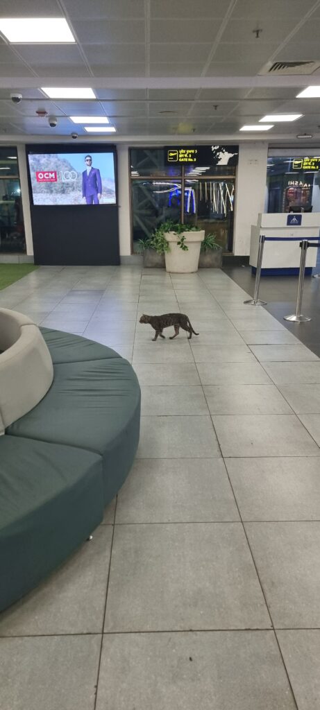 a cat walking on a tile floor