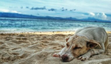 a dog lying on sand near water Wingtips